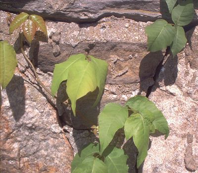 Identify Poison Ivy With These Photos