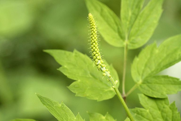 Black Cohosh Health Benefits, Uses, And Side Effects