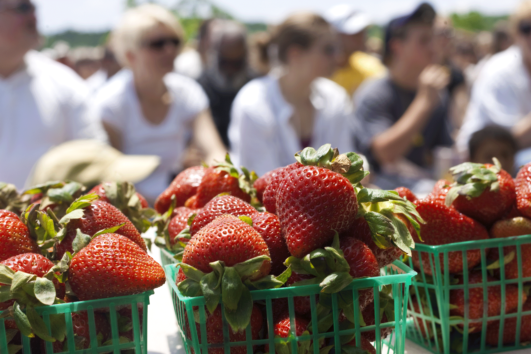 strawberry festival