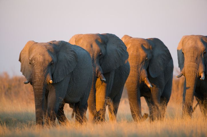 Top 10 Safari Destinations in Africa