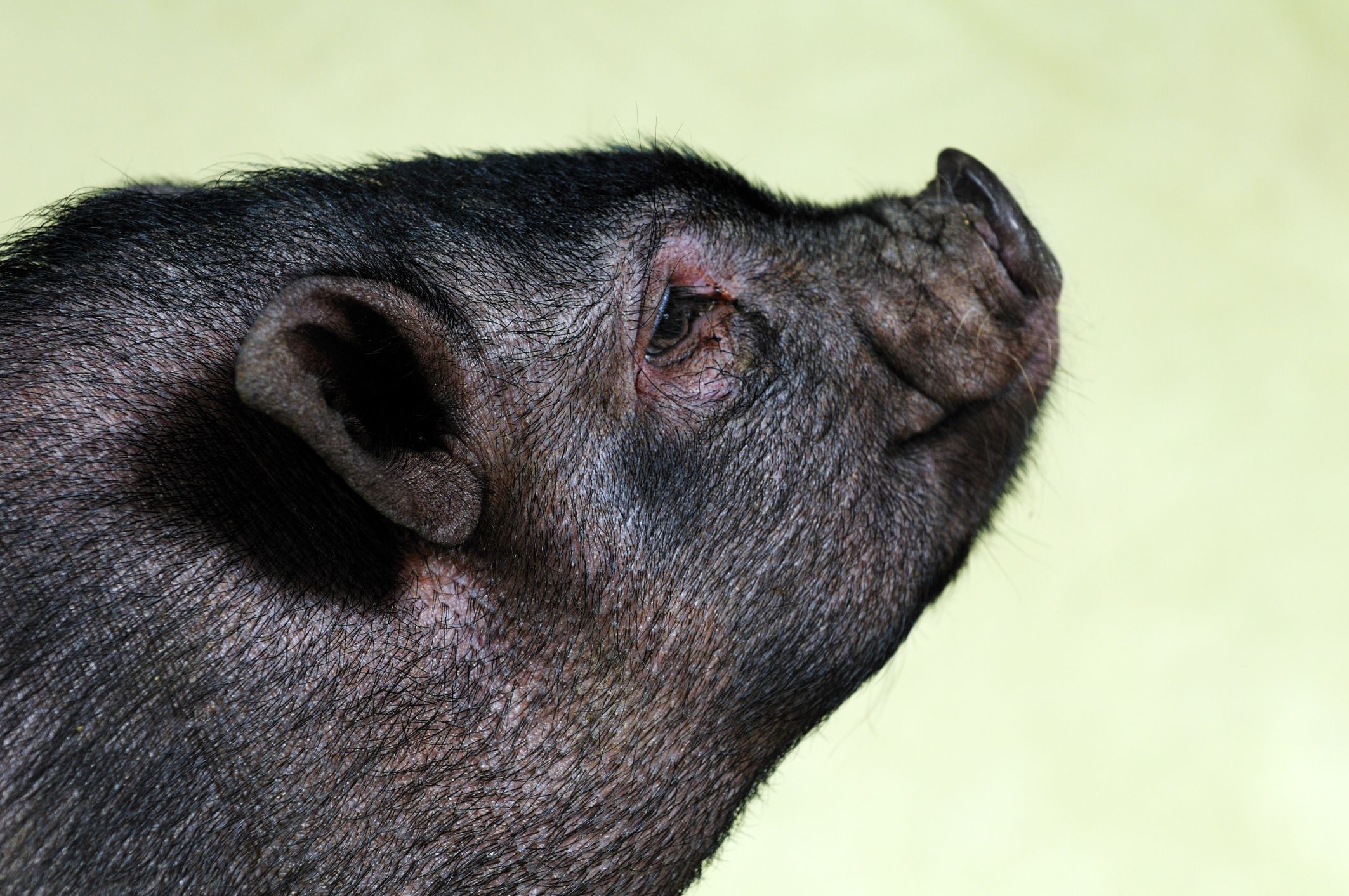 names-for-pet-pot-bellied-pigs