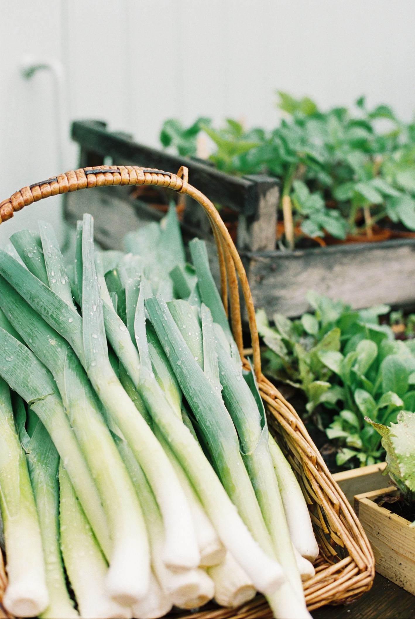 How to Grow Leeks in the Home Vegetable Garden