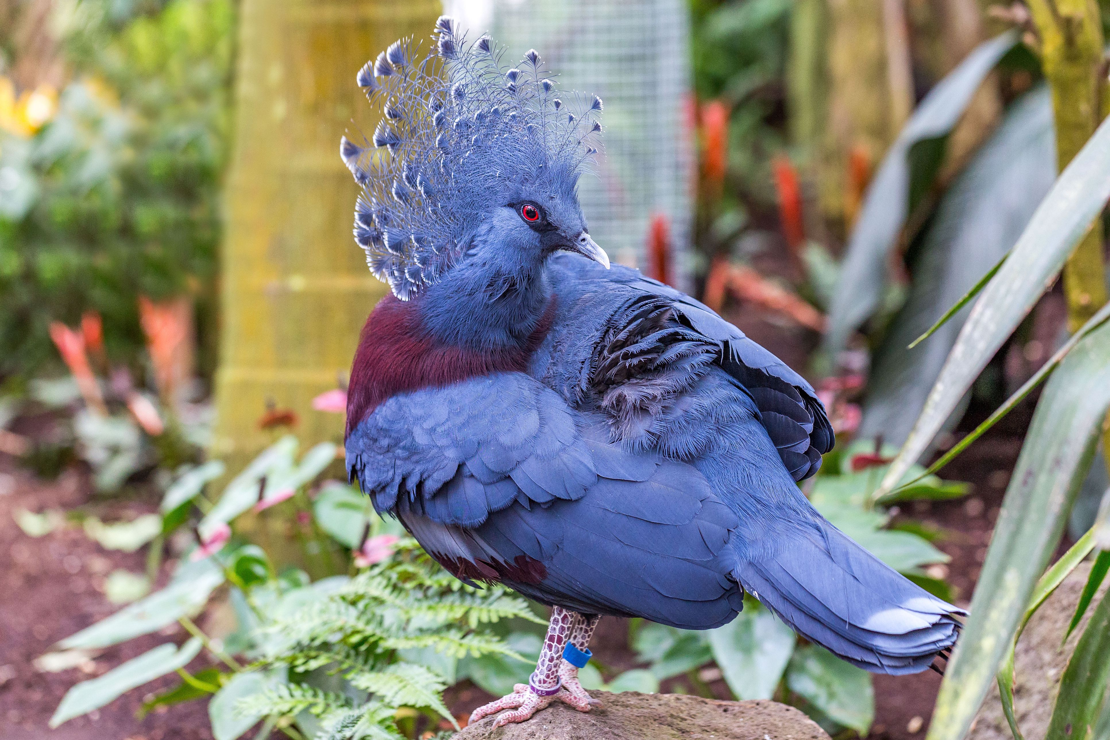 Victoria Crowned Pigeon Bird Species Profile