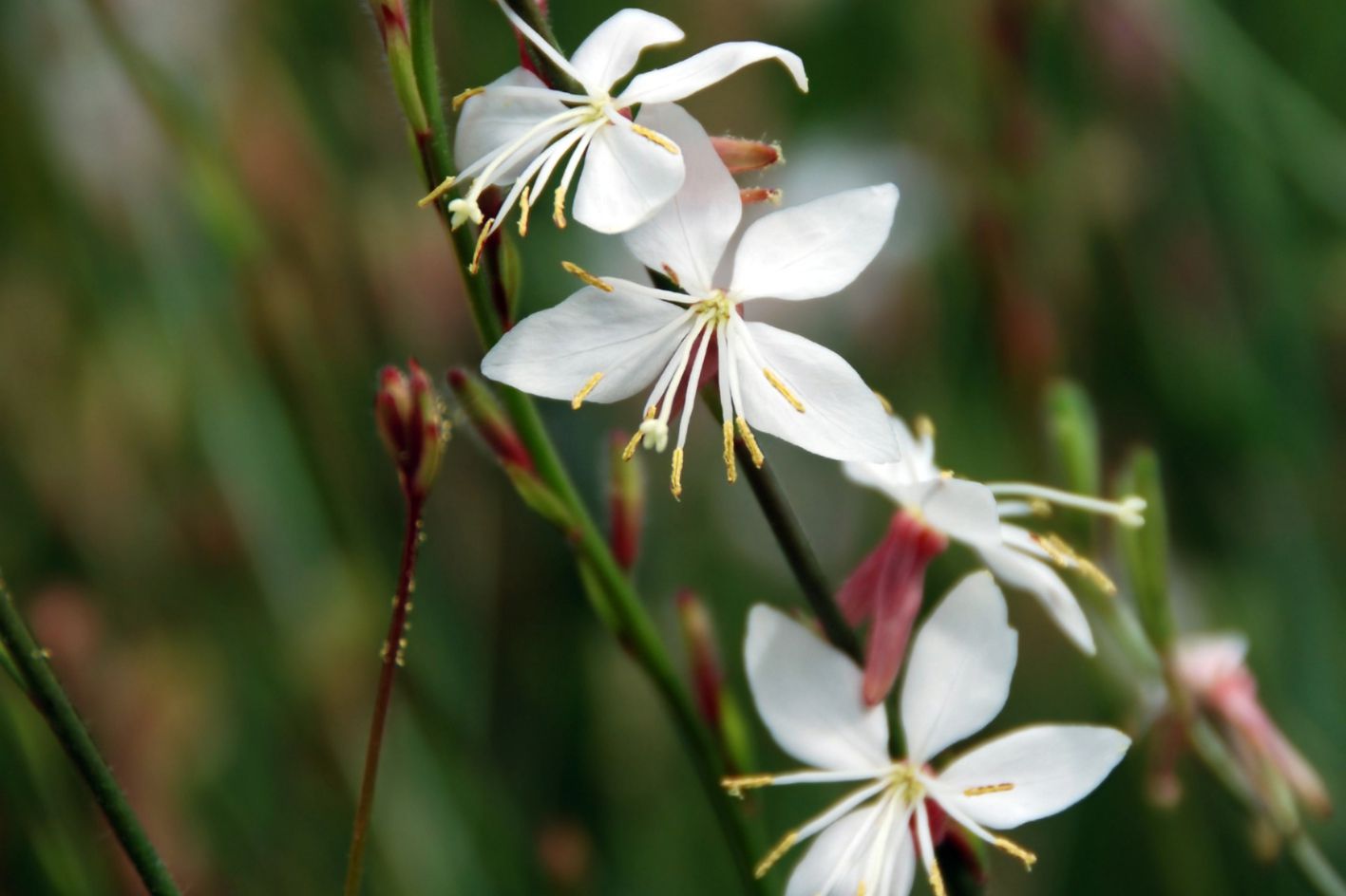 How to Grow and Care for Gaura