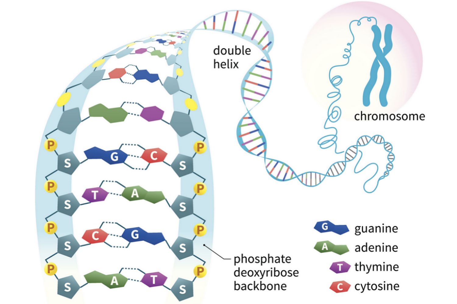 sugar phosphate backbone chromosome