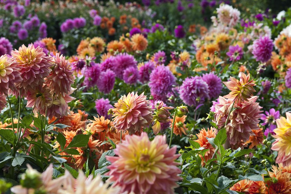 How to Grow and Care for Dahlia Plants