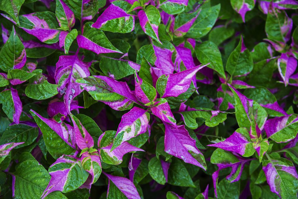 Variegated Leaves: Pictures of Bi-Colored Plants