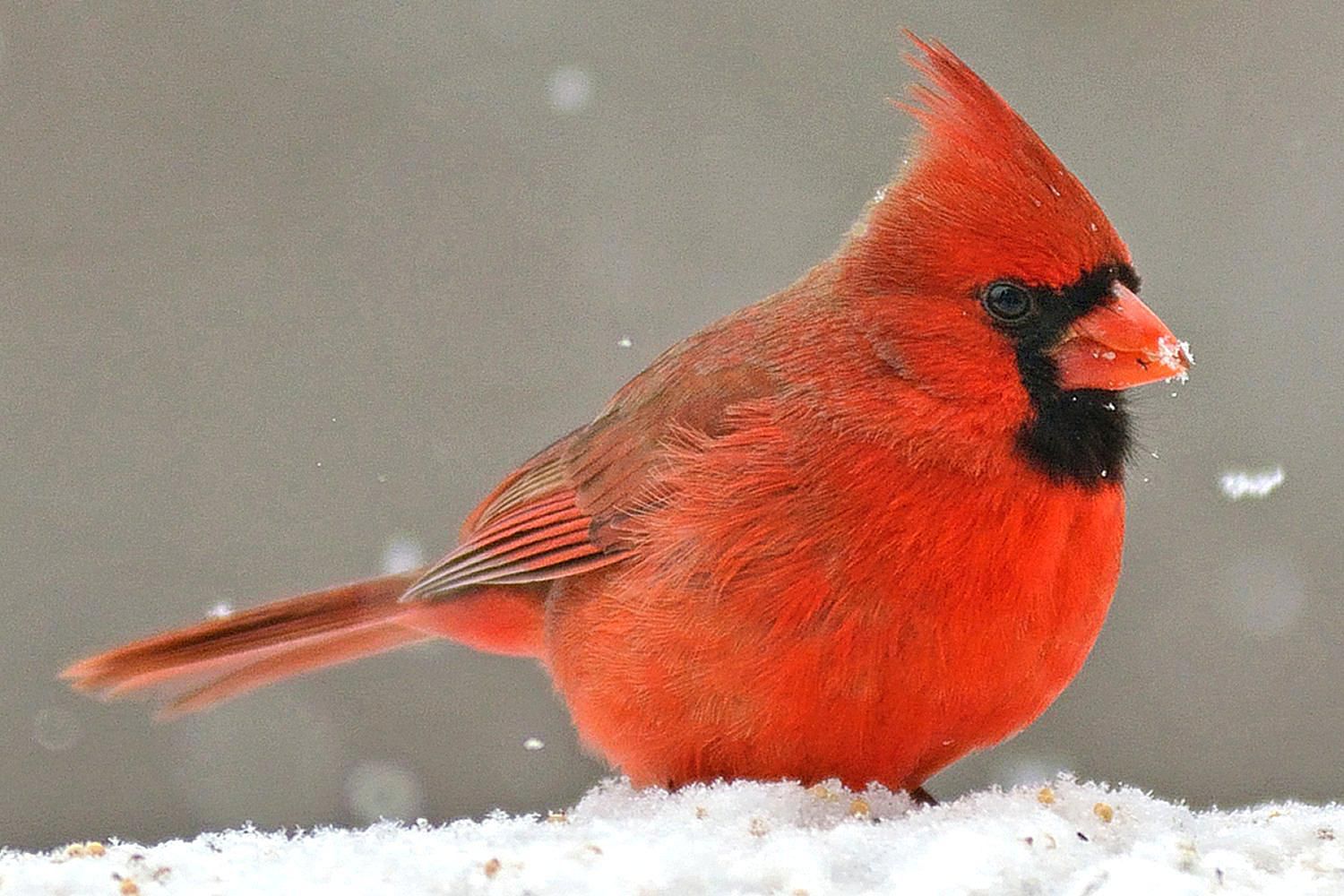 cardinal-snow-58a6cb053df78c345b4454f9.j