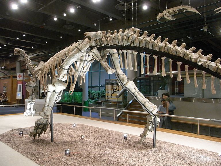 HK TST Science Museum Bones exhibit 02 恐龍 dinosaur