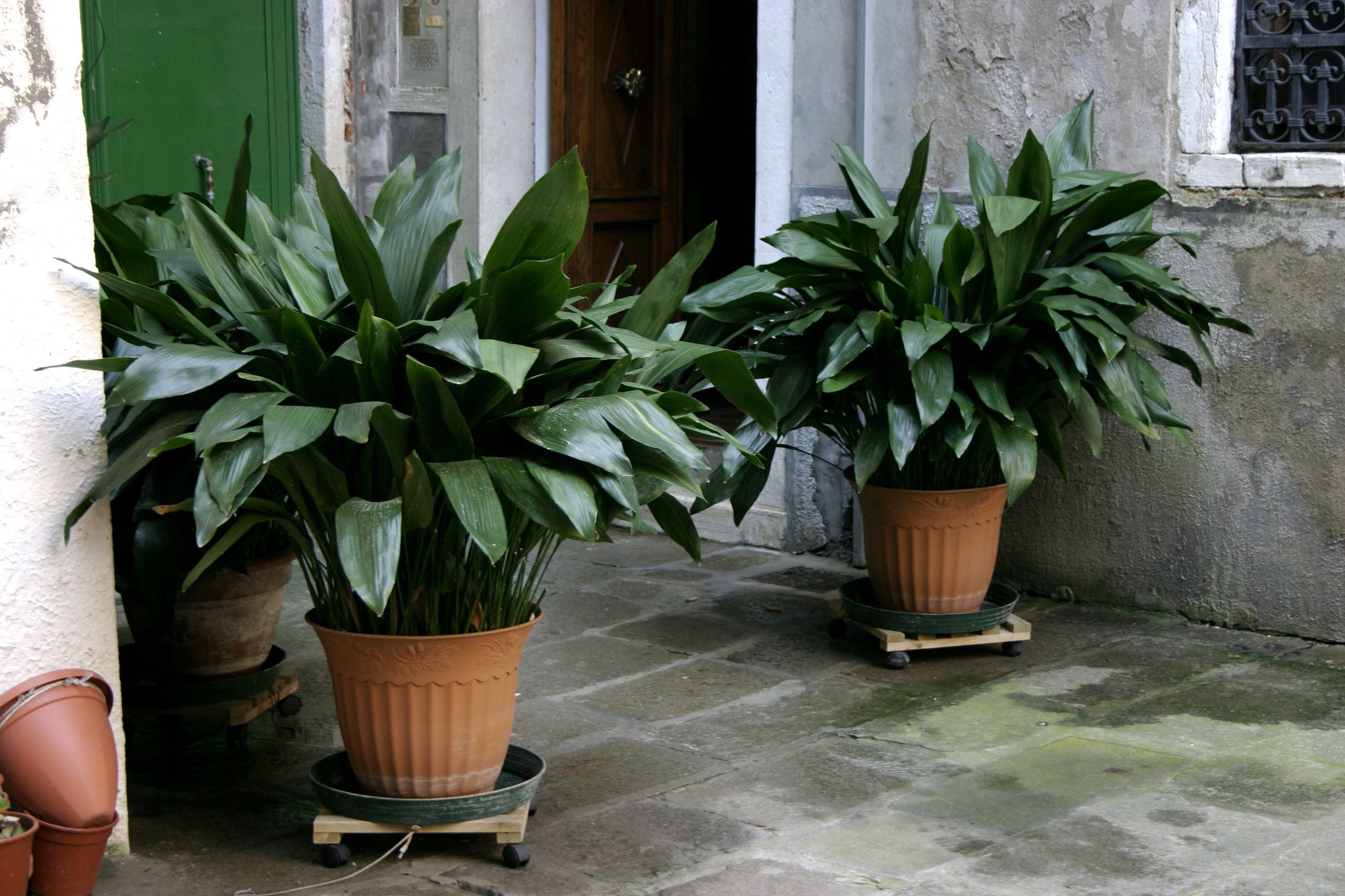 Cast Iron Plant Aspidistra