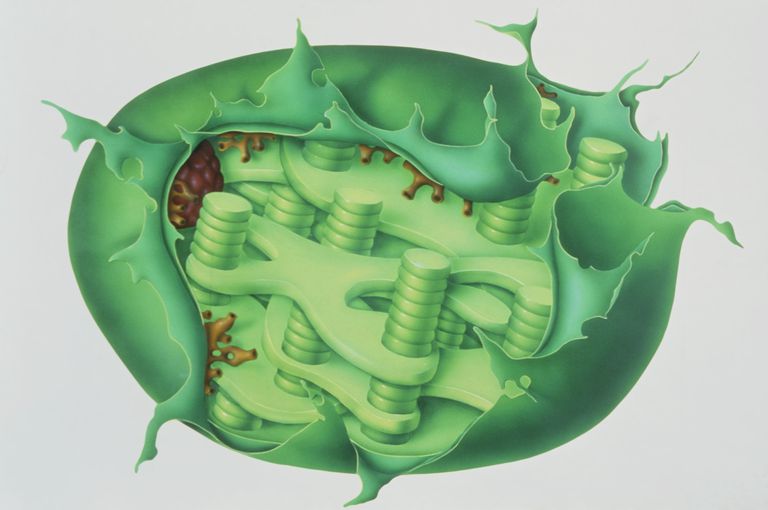Cutaway illustration of plant chloroplast showing the sheet-like thylakoid or lamellae supporting the stacks of grana, which resemble coins.