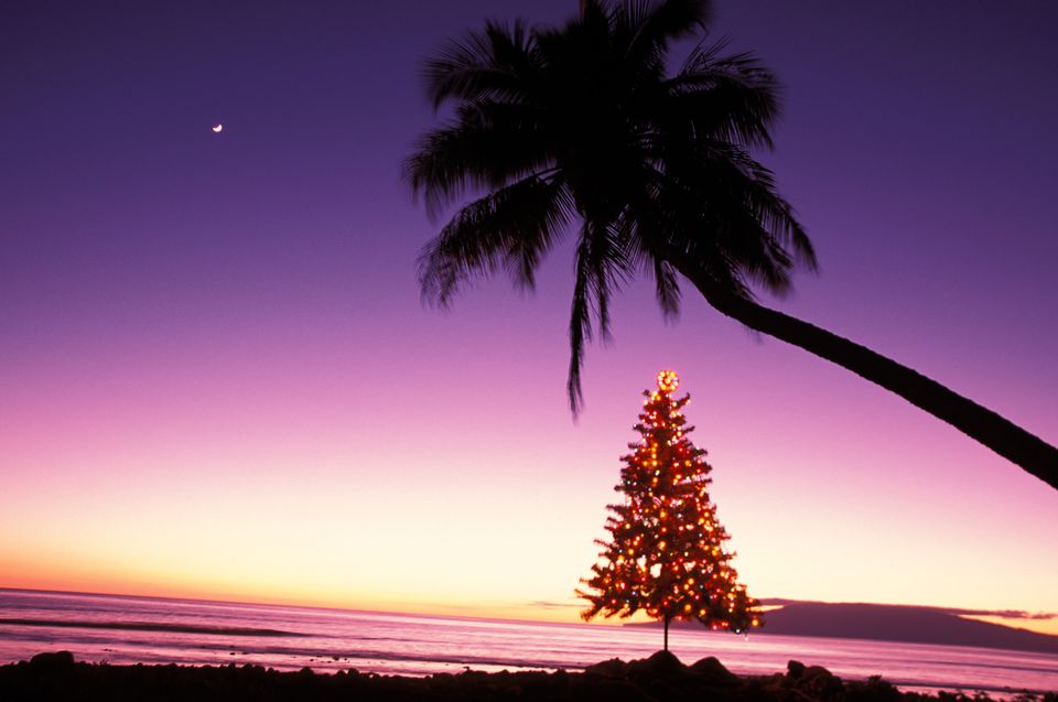 Hawaiian Christmas Tree 