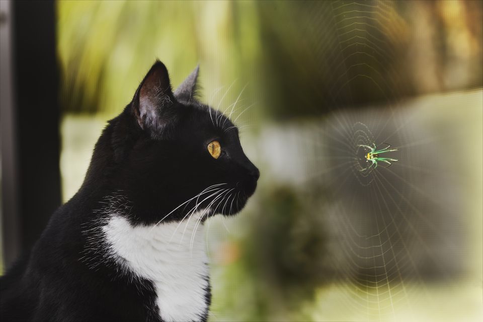 Insects That Are Toxic to Cats (And a Few That Aren't)