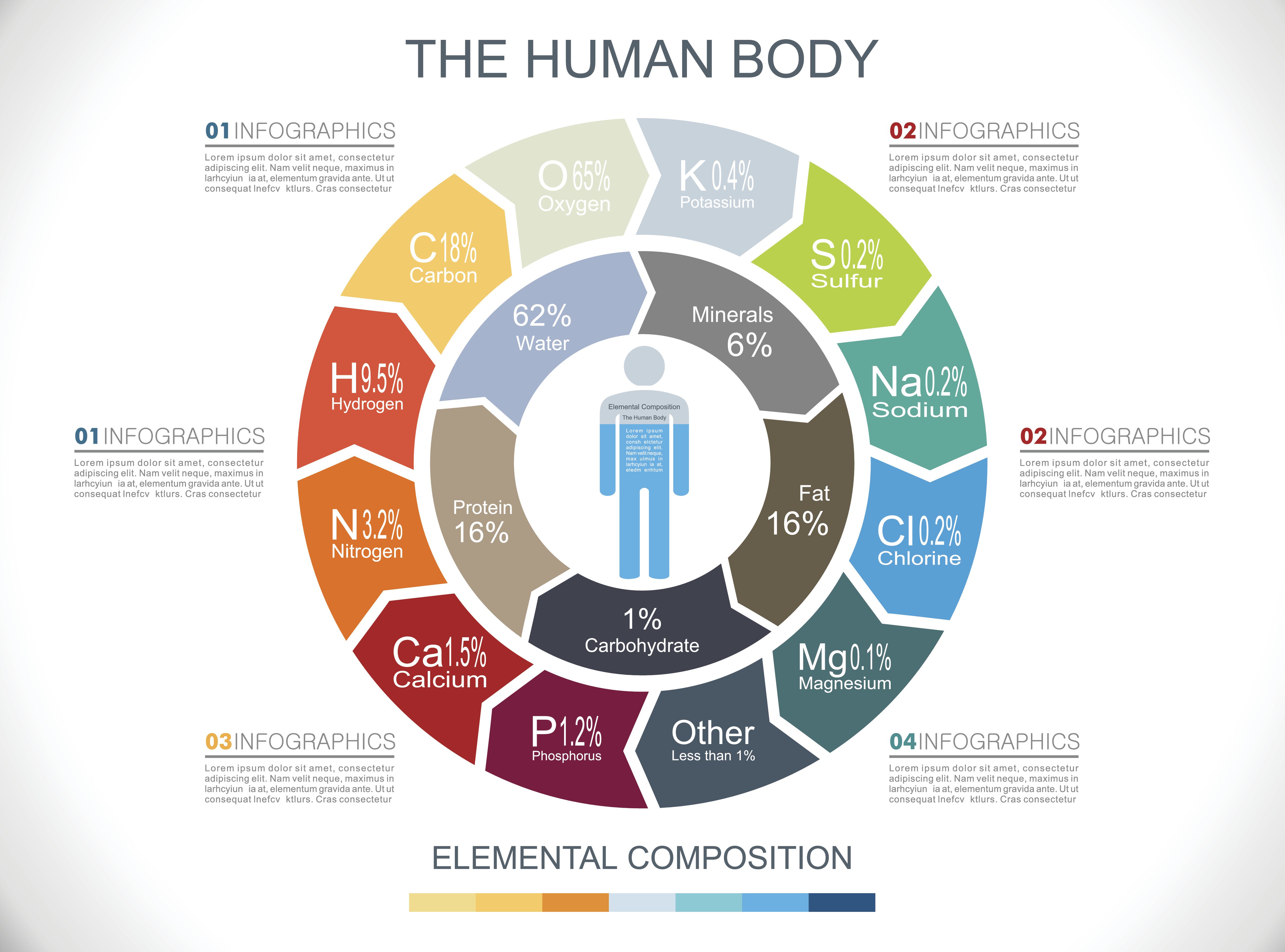 Elements In The Human Body And What They Do