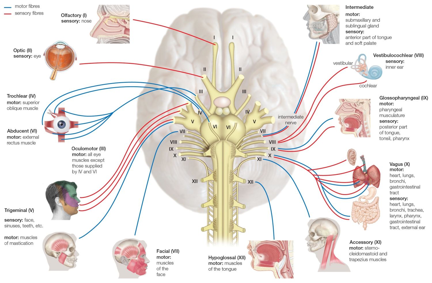 names-functions-and-locations-of-cranial-nerves