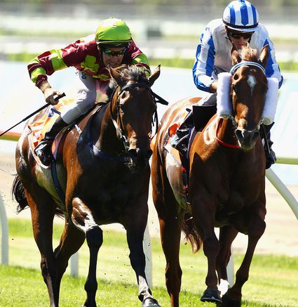 standardbred horses thoroughbred