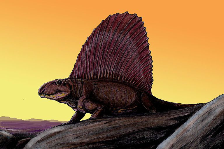 dimetrodon head