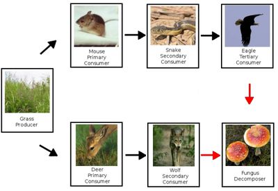 Omnivore Definition and Examples