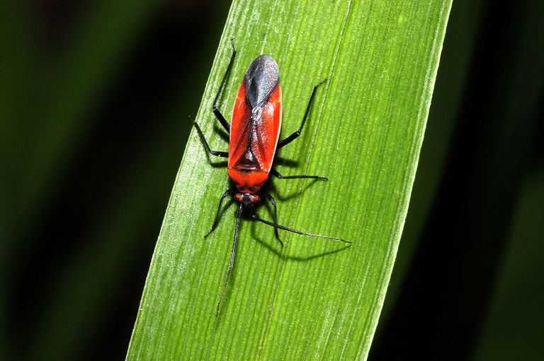 10 Stunning Red And Black Bugs   GettyImages 135569979 5911fc275f9b586470b8ccc3 