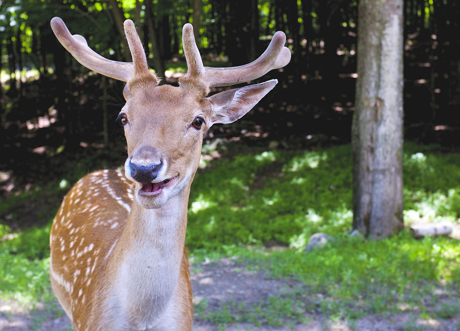 18 Happy Photos of Smiling Animals