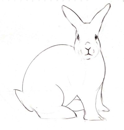 How to Draw a Realistic Bunny Rabbit