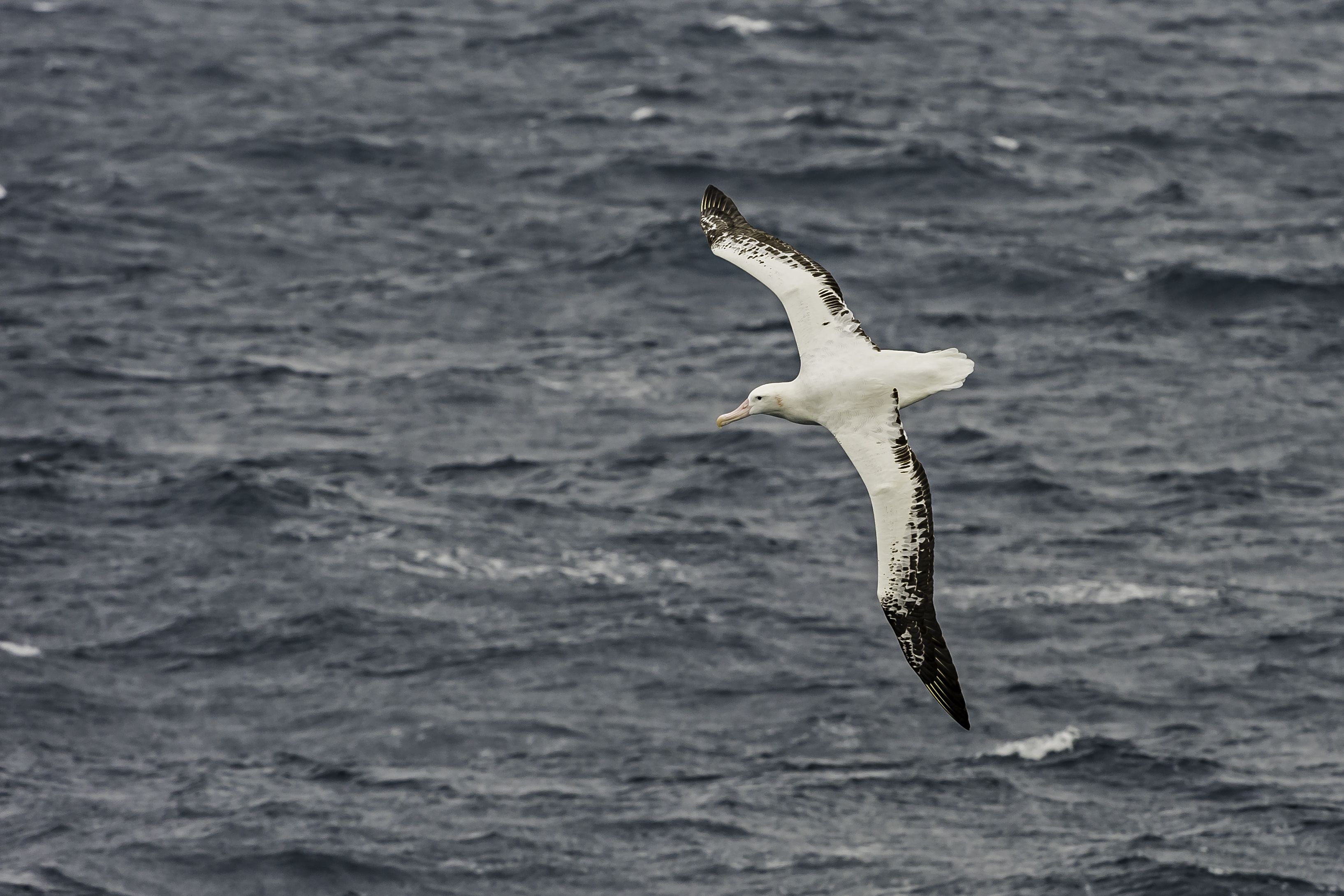 8 Amazing Facts About Albatrosses