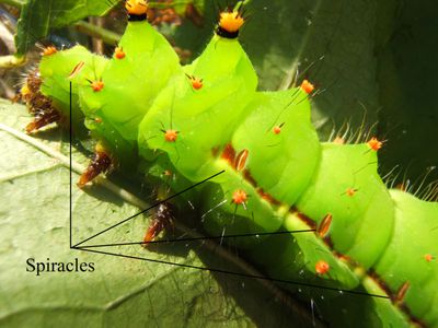 How Do Insects Breathe?