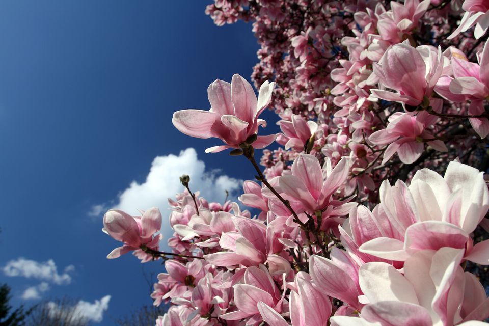 12 Species of Magnolia Trees and Shrubs