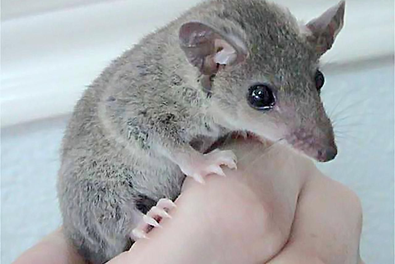 Short-Tailed Opossum Pet Guide: Housing & Feeding