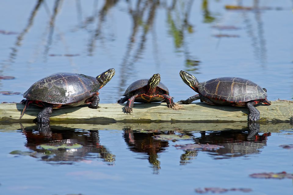 Learn How To Care For Pet Painted Turtles   GettyImages 561461945 574a20573df78ccee1de80bd 