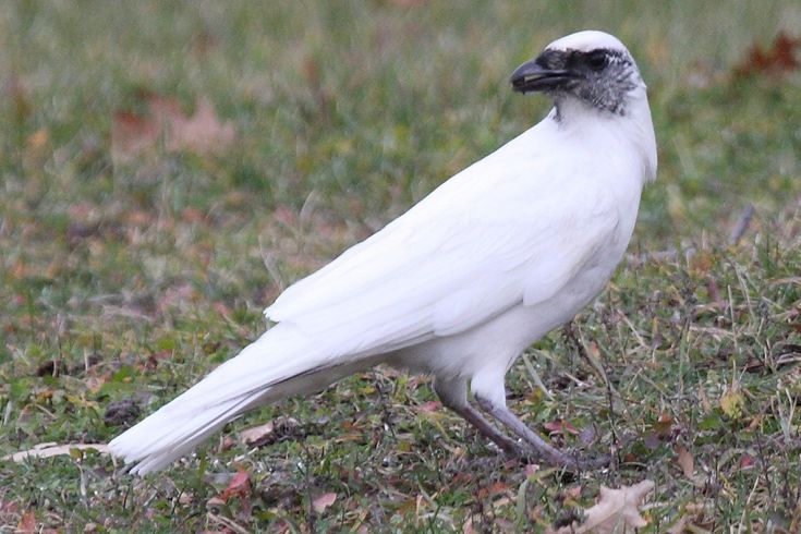 What Is Bird Leucism Leucistic Birds