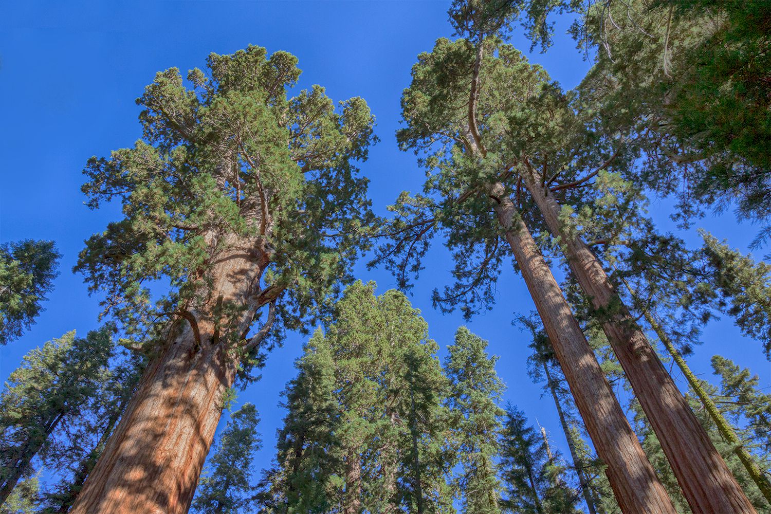 Sequoia National Park & Kings Canyon: How to See It