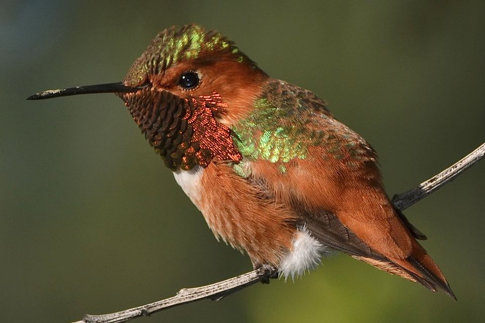 Types of Hummingbirds in North America