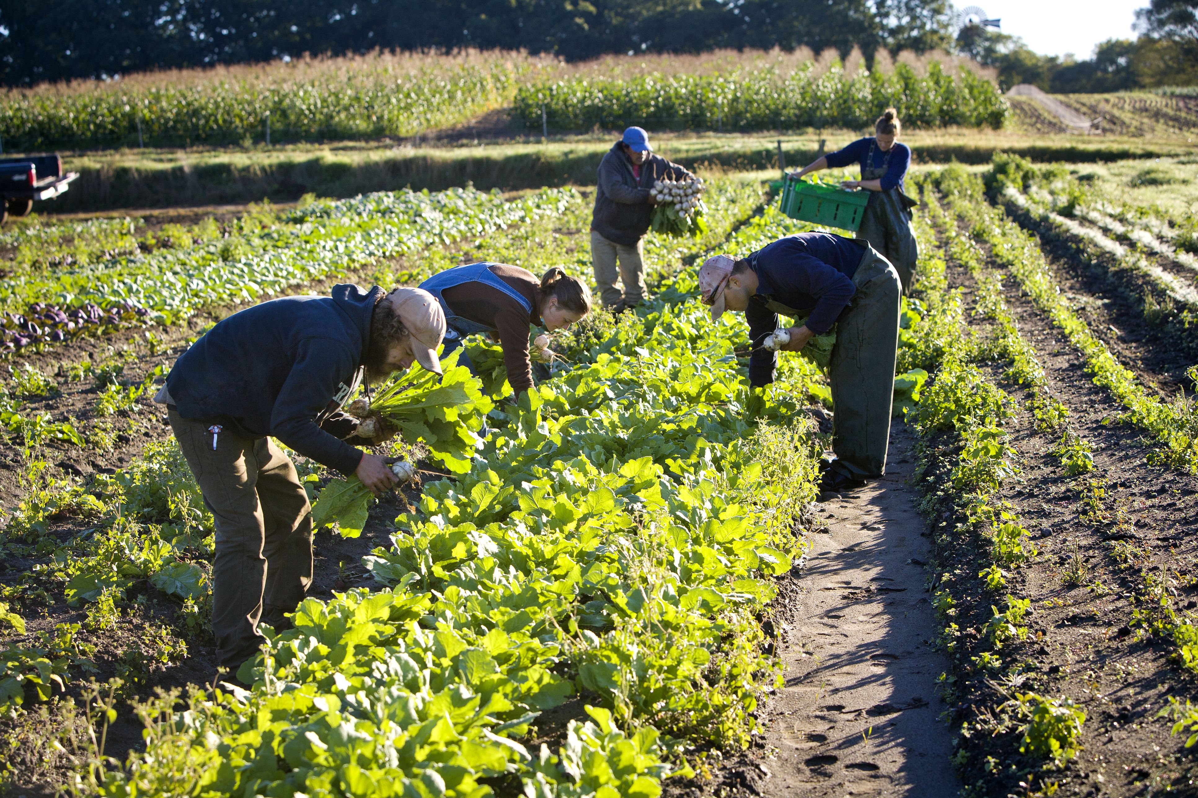 young-organic-farm-workers-459431517-575