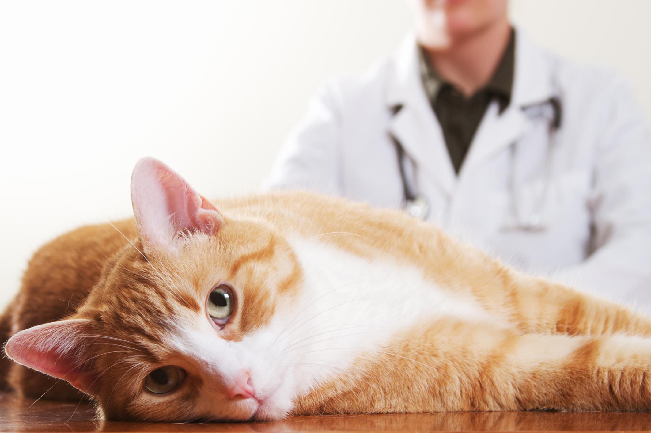 Feline Asthma - Causes, Diagnose, and Management