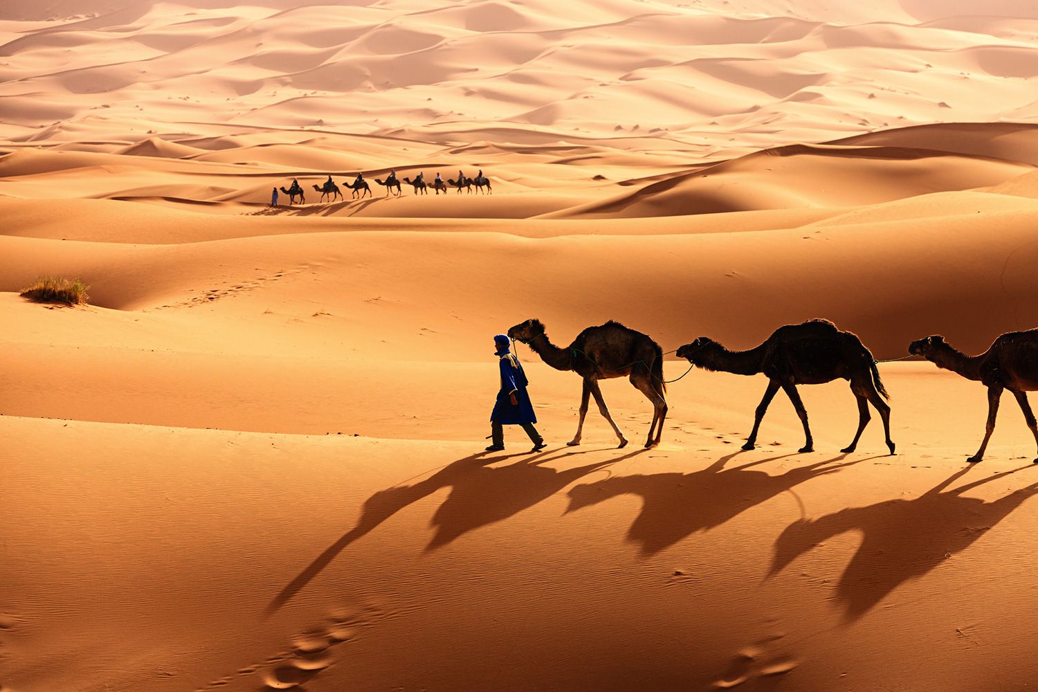 Learn About the Sahara Desert