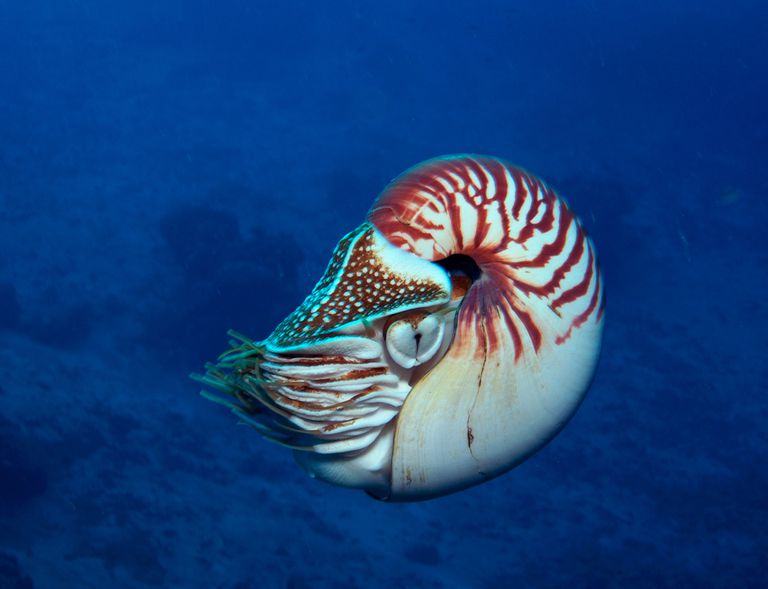 9 Fascinating Facts About the Nautilus