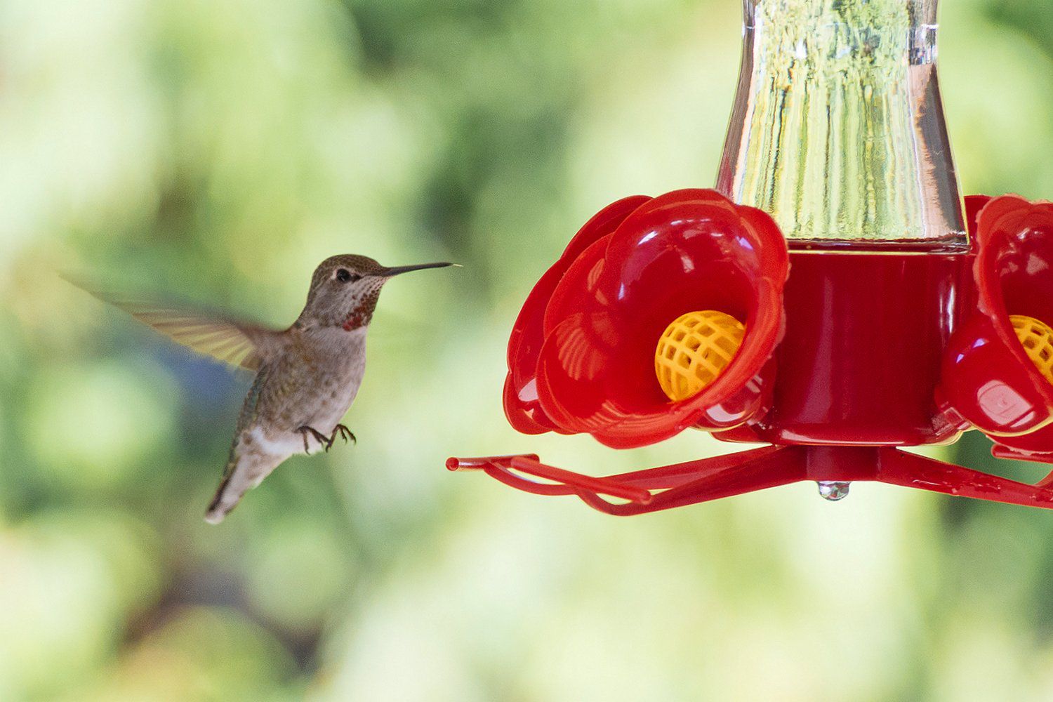 best hummingbird feeder to keep bees away