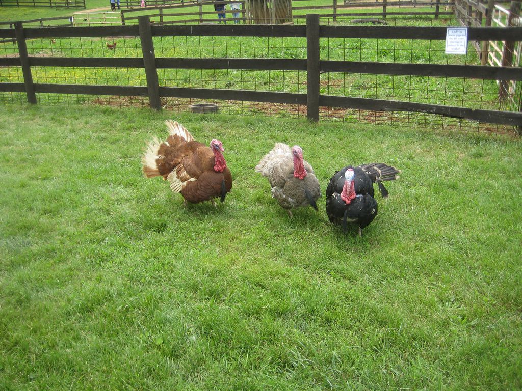 Housing and Fencing for Raising Turkeys