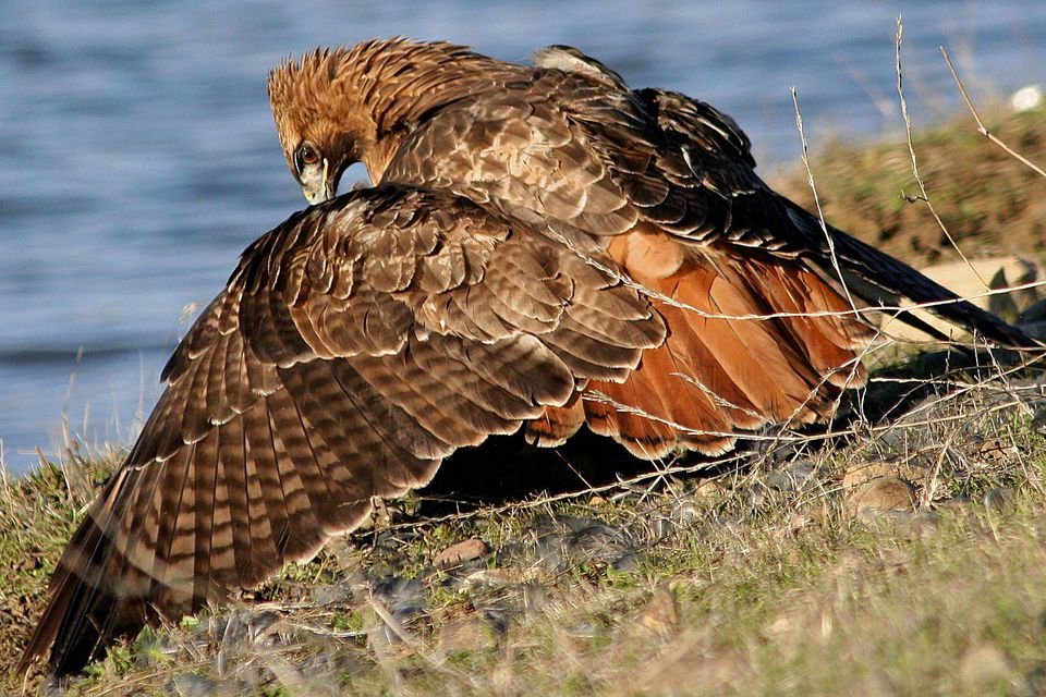 folklore meaning to red tail hawk