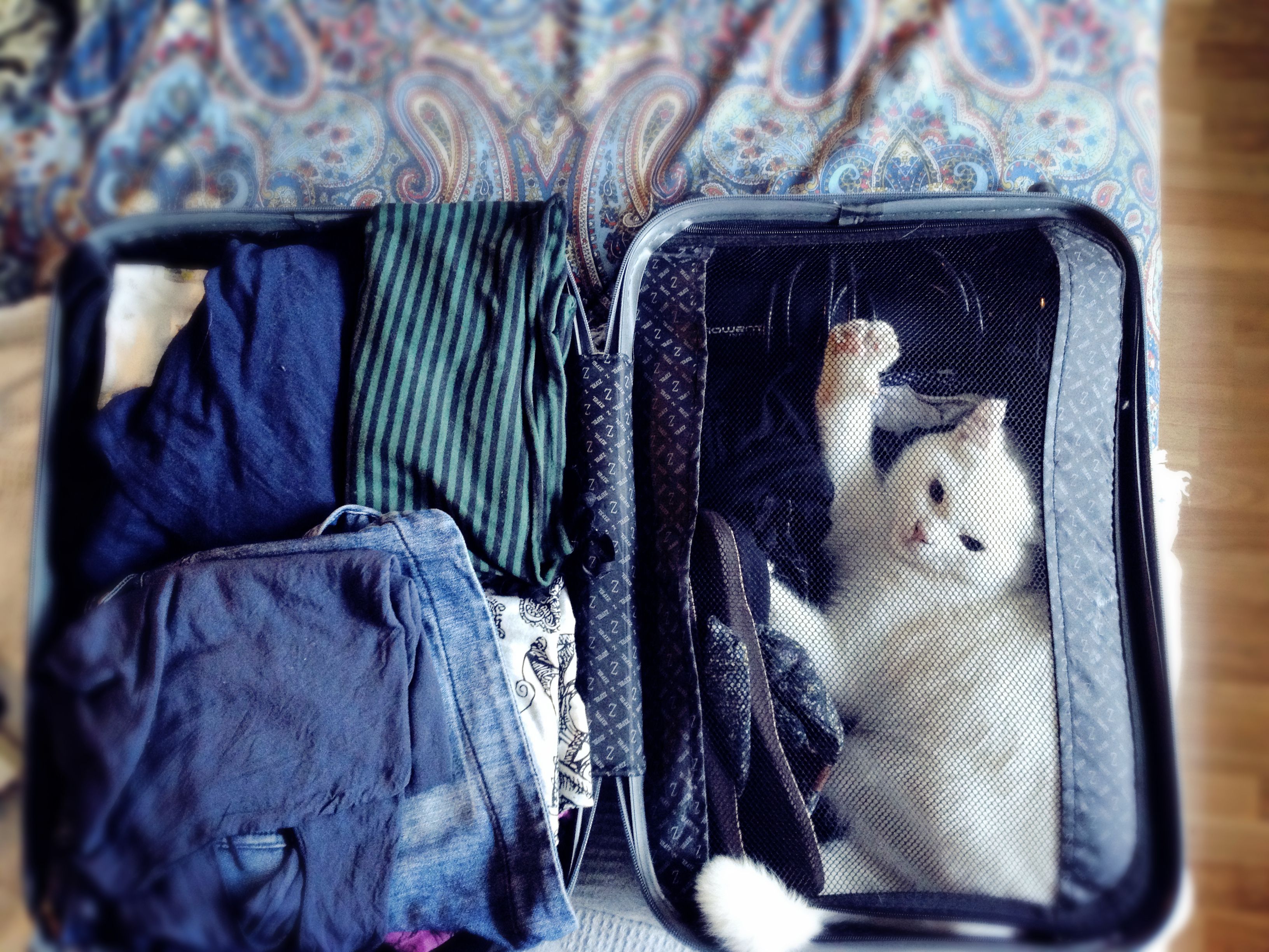 cat travel