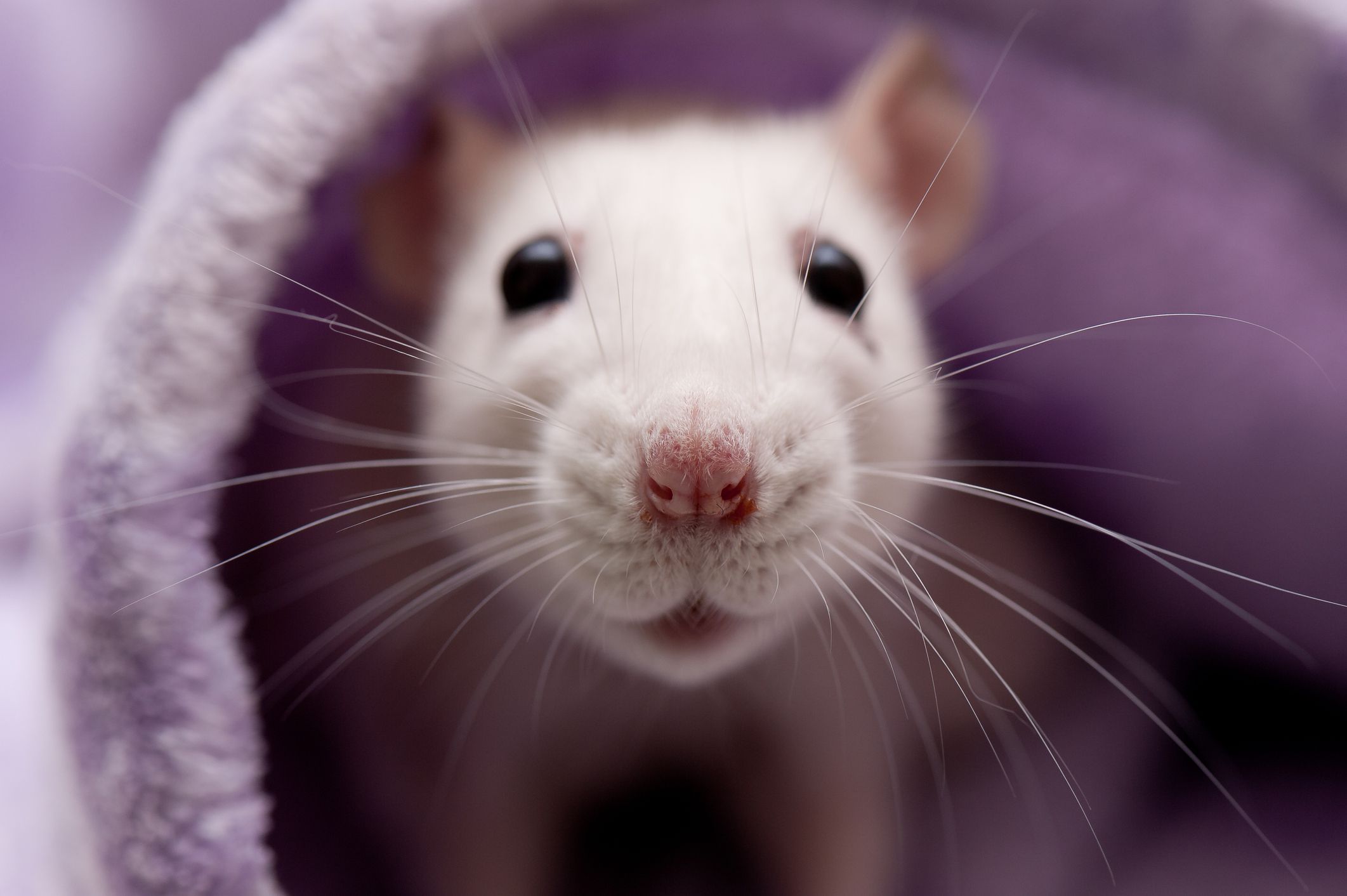 Pet Rat Breathing Problems - Diagnosis and Treatment 