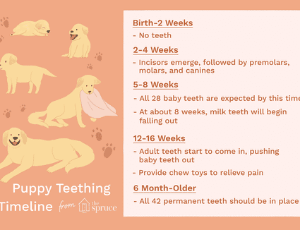 Puppy Development From Birth to 12 Weeks