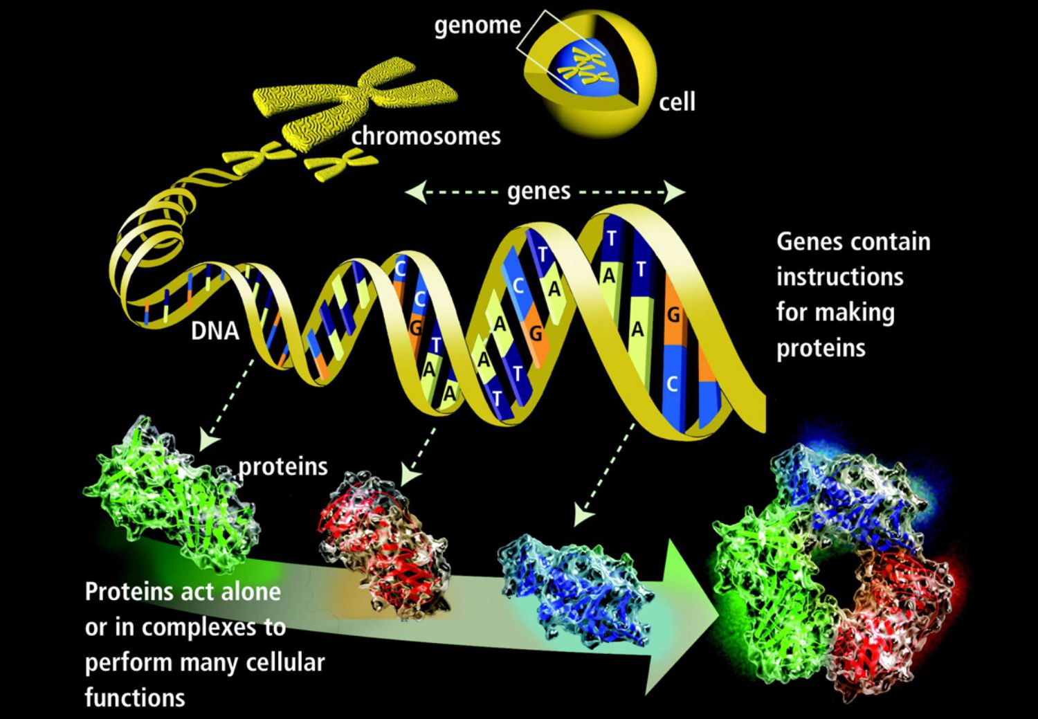 How Are Genes And Characteristics Passed On