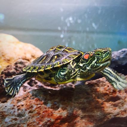 What Fluttering Claws Means in Red Eared Slider Turtles