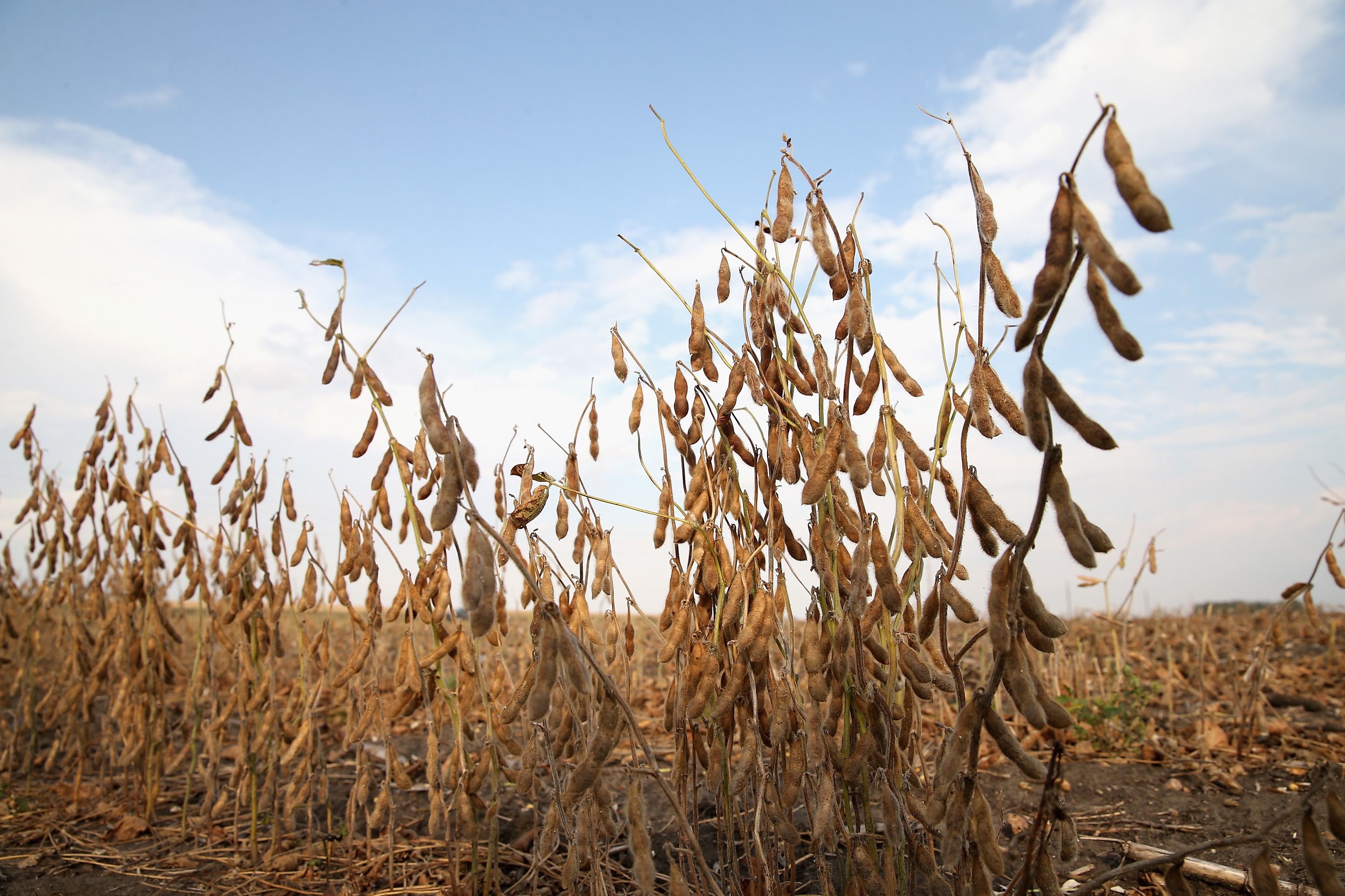 The Plant History Of The Marvelous Soybean