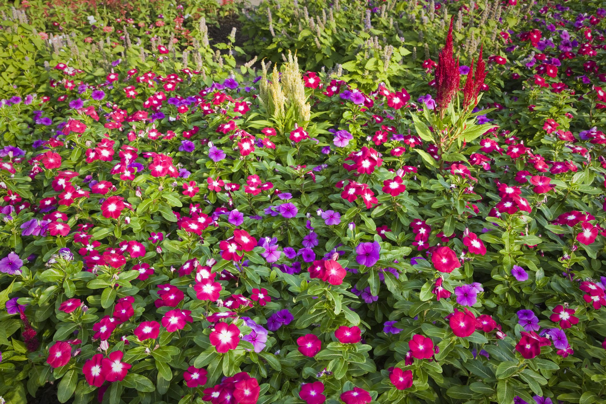 Annual Vinca Flowers The Madagascar Periwinkle