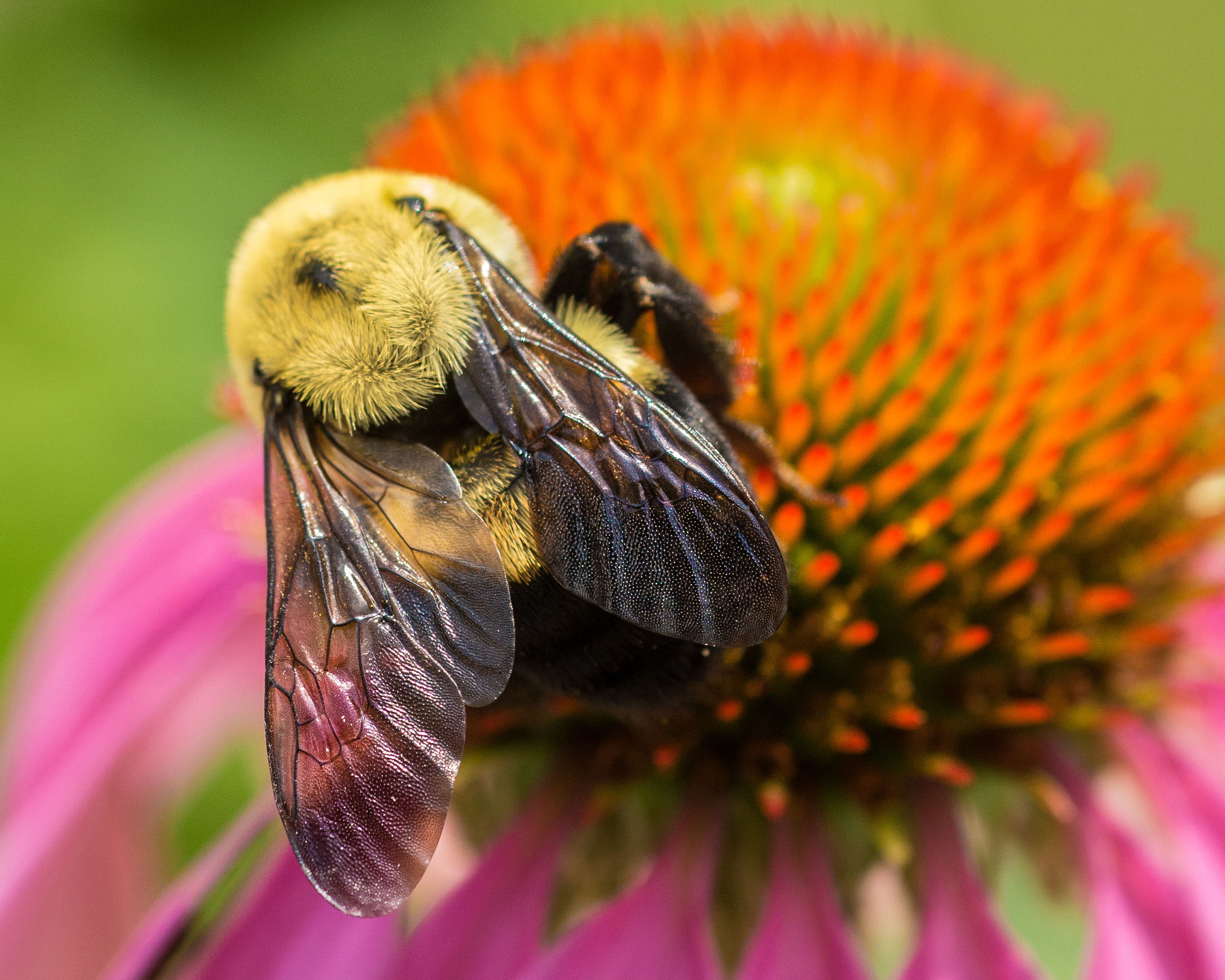 10-possible-causes-of-colony-collapse-disorder