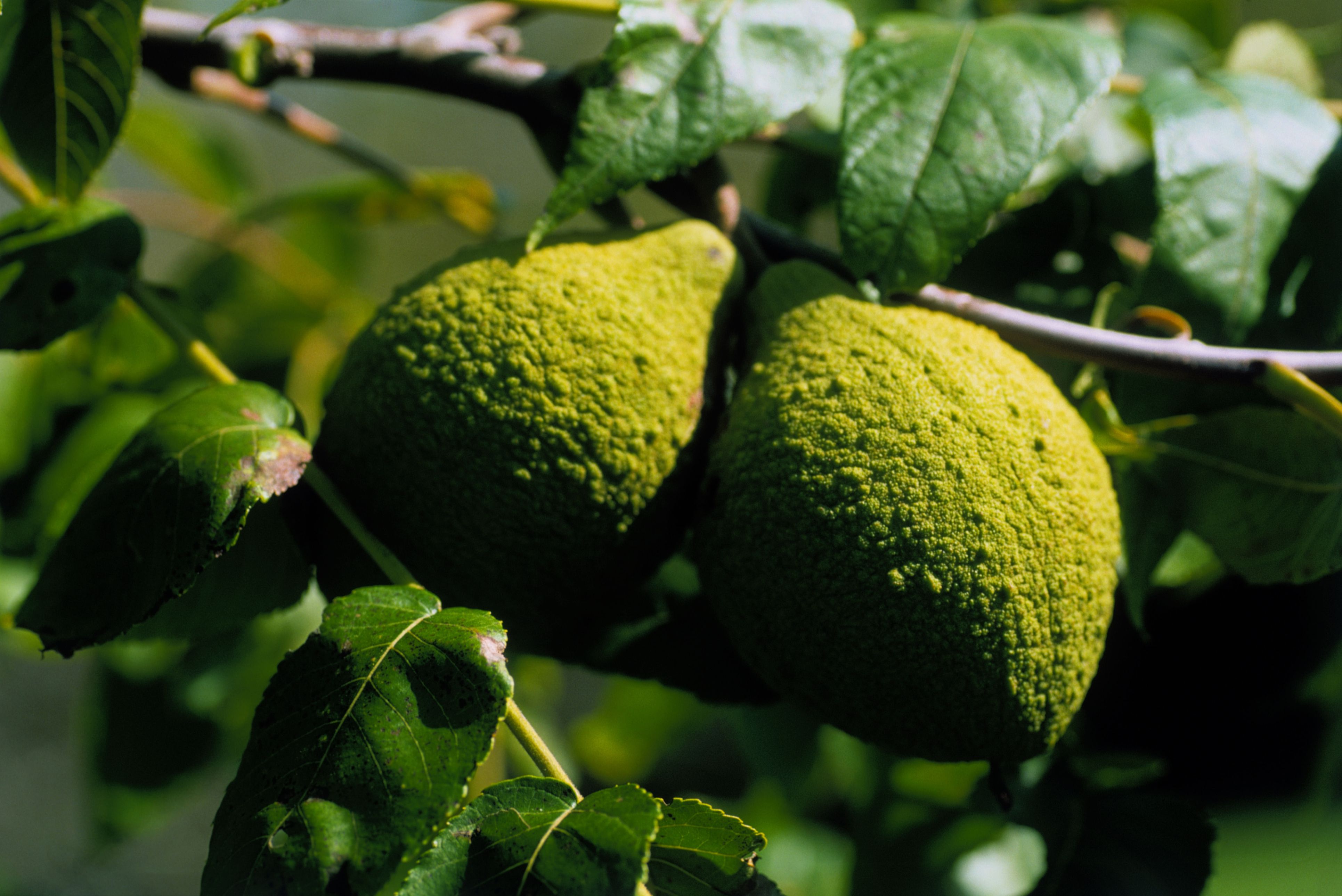 How to Identify the Common Black Walnut Tree