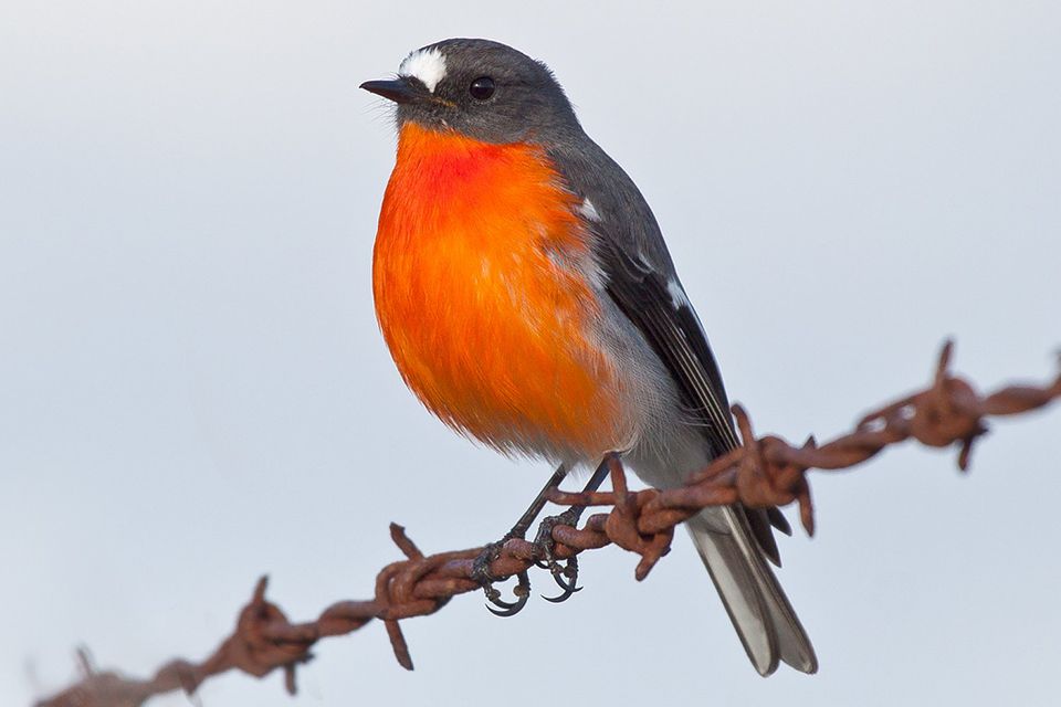 Identifying Orange Birds